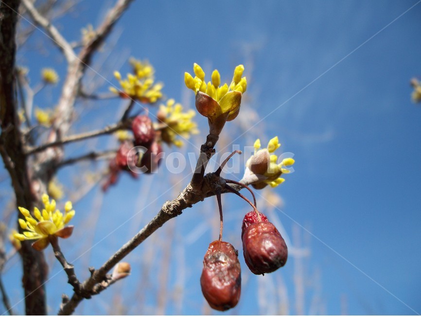 꽃,flower,식물,산수유,자연,식물,자연,plants,nature,꽃,flower
