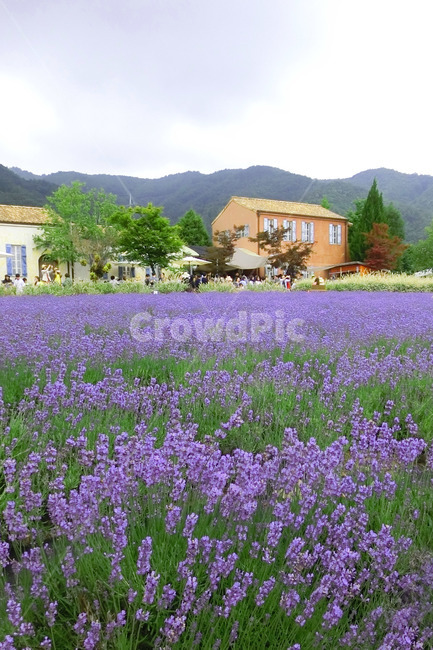 라벤더,라벤더밭,고성라벤더축제,lavender,보라색꽃