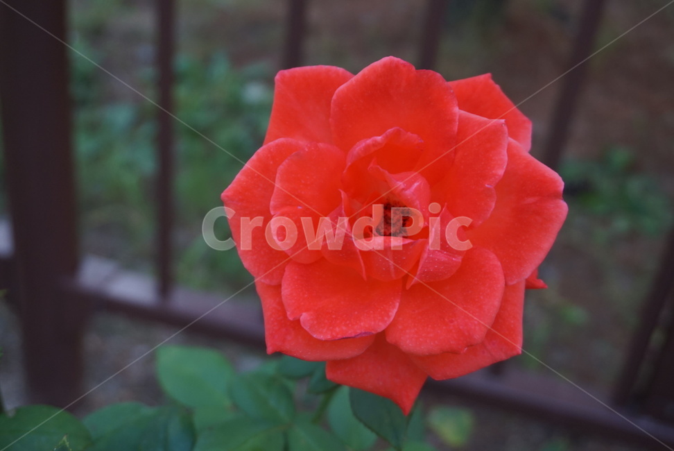 rose,장미,빨간장미,빨간색,붉은장미,붉은색,plant,꽃,flower,식물,정열