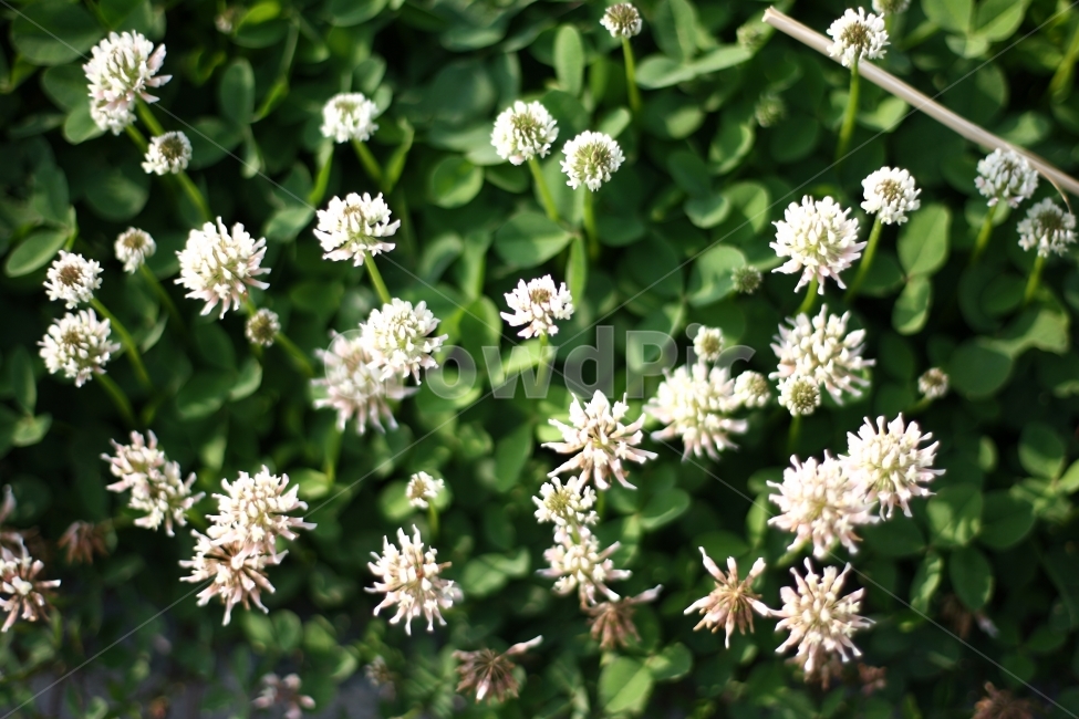 들꽃,꽃,풍경,식물,자연,토끼풀,식물,자연,plants,nature,꽃,flower