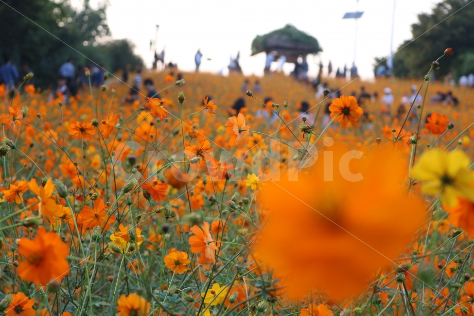 자연,꽃,식물,힐링,코스모스,가을,계절,fall,autumn,season,식물,자연,plants,nature,꽃,flower,plant