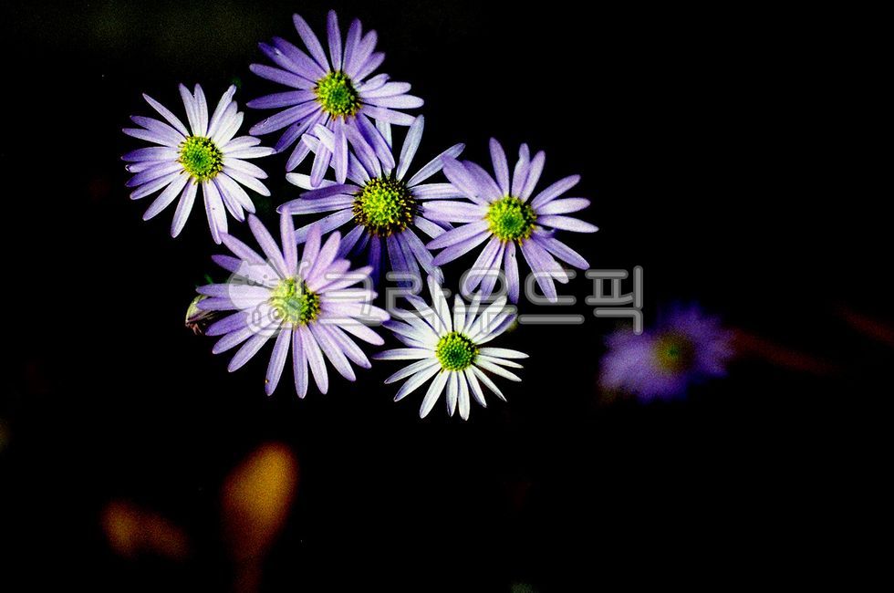 fieldflowers,peacock plant,wild chrysanthemum,six,black background,autumnflowers,perennial plant,focus,Concentration,cute,Peacock,wildflowers,fall,6,Reconciliation,fall flowers,fern family,autumn