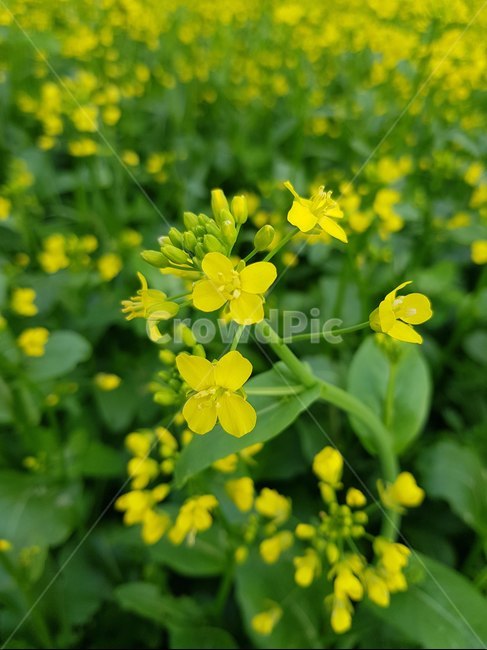 유채꽃,꽃,한강,풀,5월,봄,봄,계절,spring,season,식물,자연,plants,nature,꽃,flower