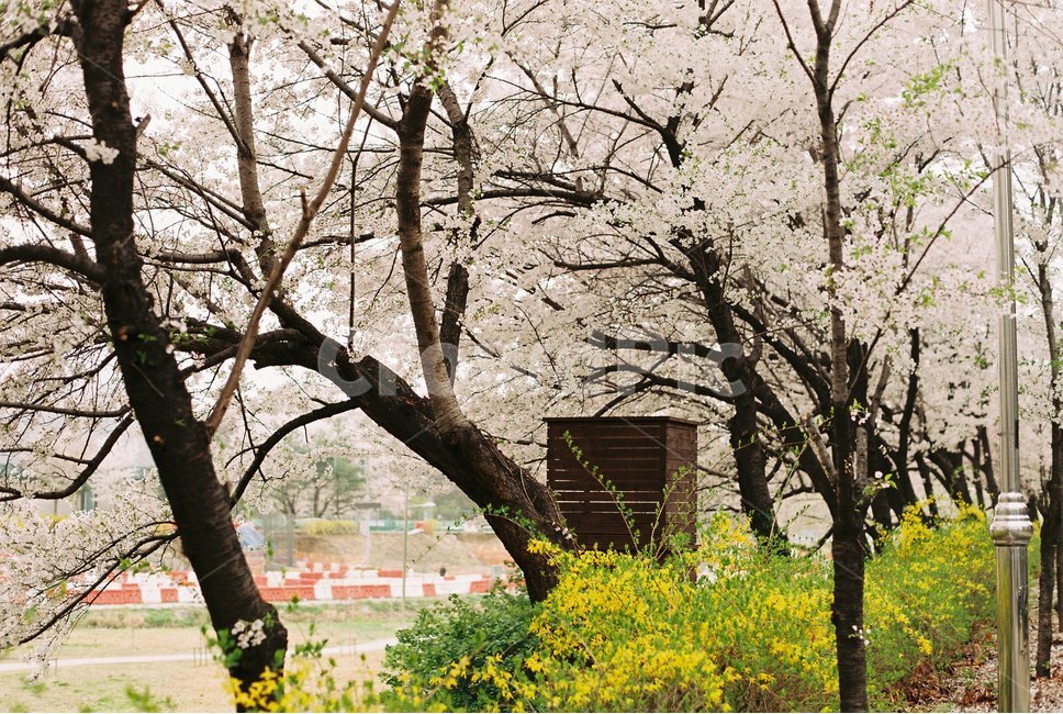 벚꽃,개나리,봄,풍경,꽃,봄,계절,spring,season,자연,풍경,nature,landscape,tree,나무,tree trunk,나무 줄기,plant,식물