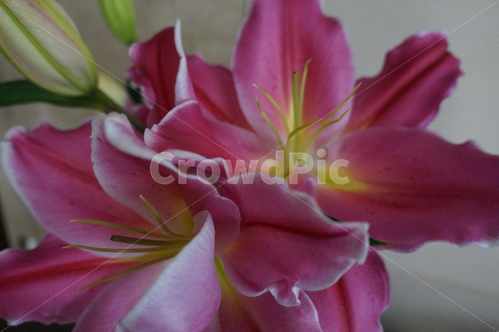 plant,백합,lily,식물,꽃,flower,blossom,식물,자연,plants,nature,꽃,flower