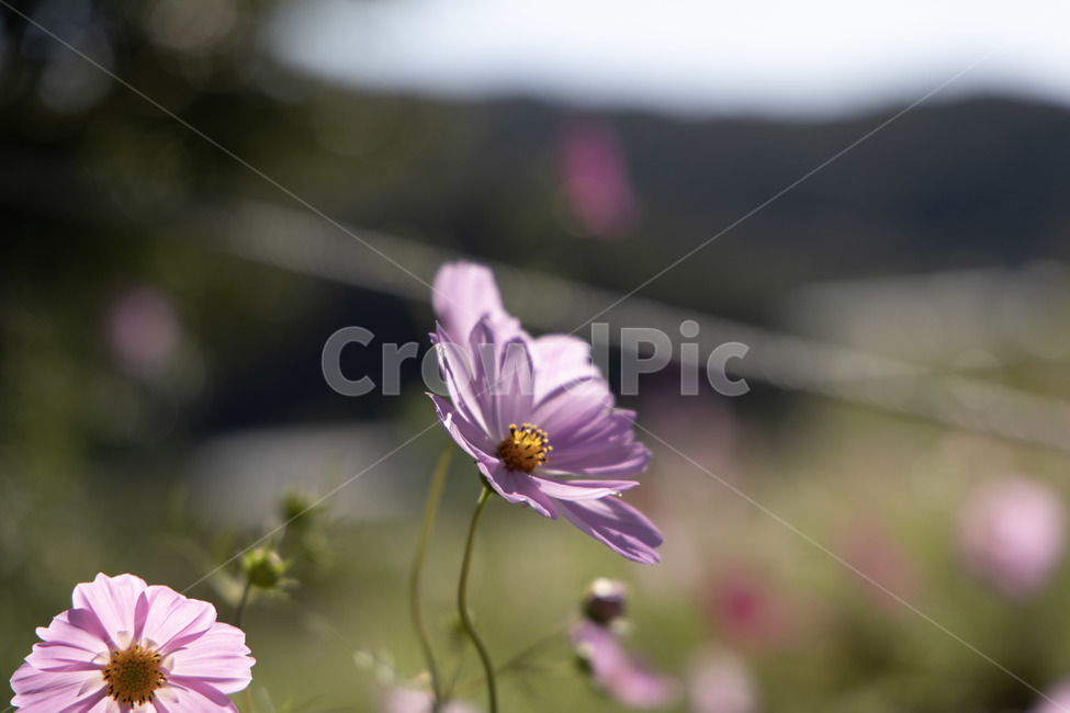 코스모스,꽃,flower,blossom,식물,plant,식물,자연,plants,nature,꽃,flower