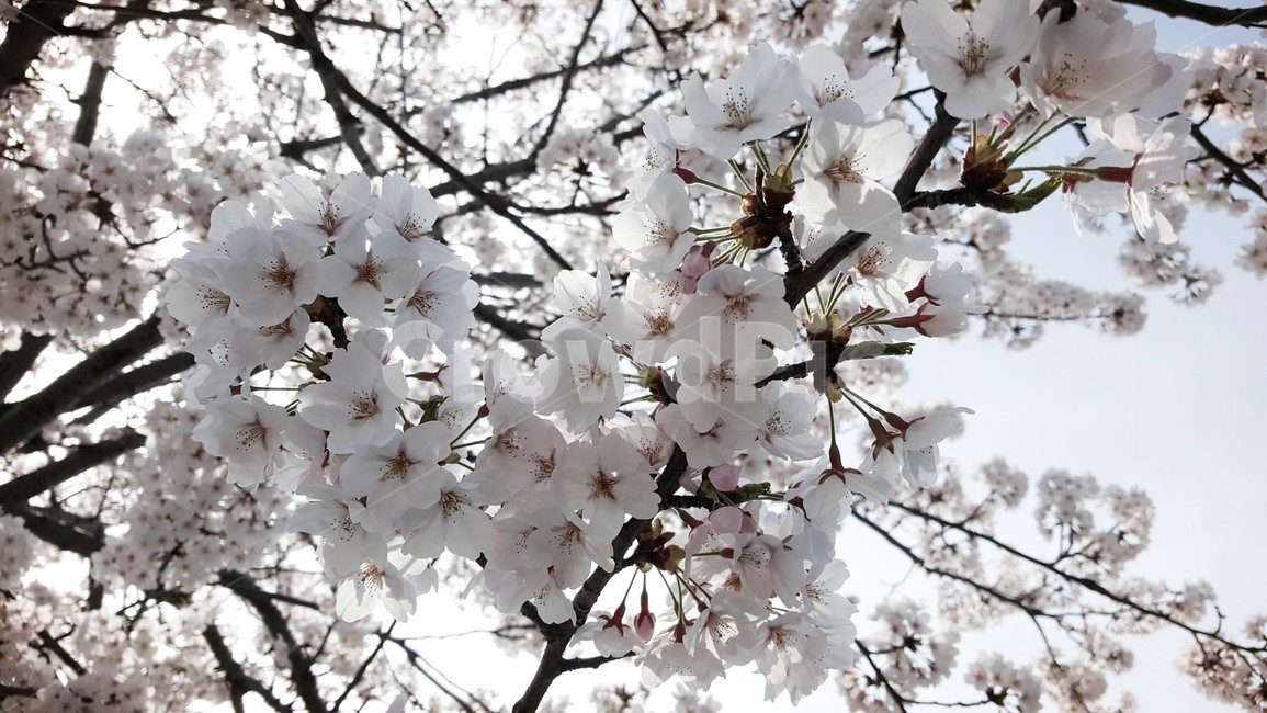봄,벚꽃,화사한,꽃,예쁜벚꽃,봄,계절,spring,season,식물,자연,plants,nature,꽃,flower,plant,blossom