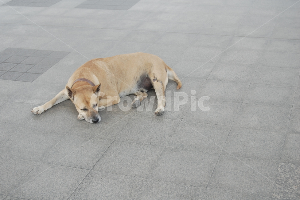 견장,dog,개,pet,동물,도로,동물,animal,포유류,mammal,개,강아지,dog,doggy