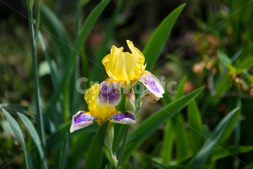 봄,꽃,서양난,식물,노랑,식물,자연,plants,nature,꽃,flower