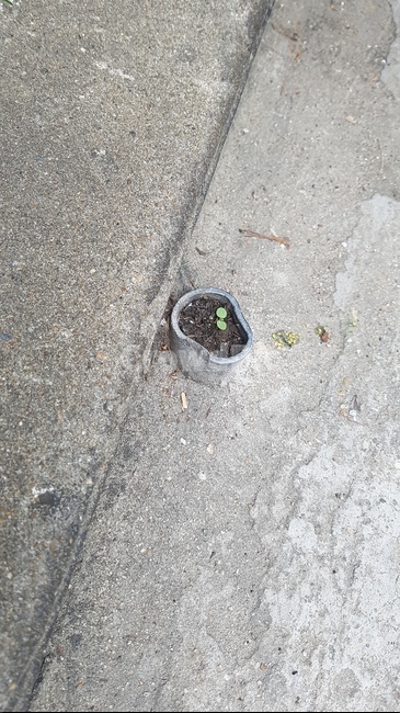 asphalt,아스팔트,tarmac,타맥,새싹,seeds,성장,식물,nature,plants,자연,원예