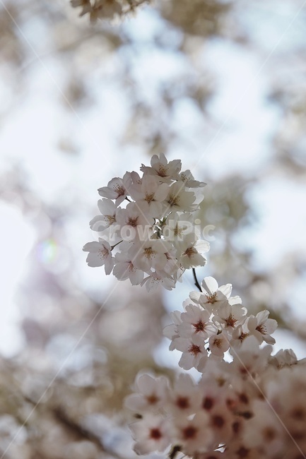 벚꽃,벚나무,cherryblossoms,flower,cherrytree,식물,자연,plants,nature,꽃,flower