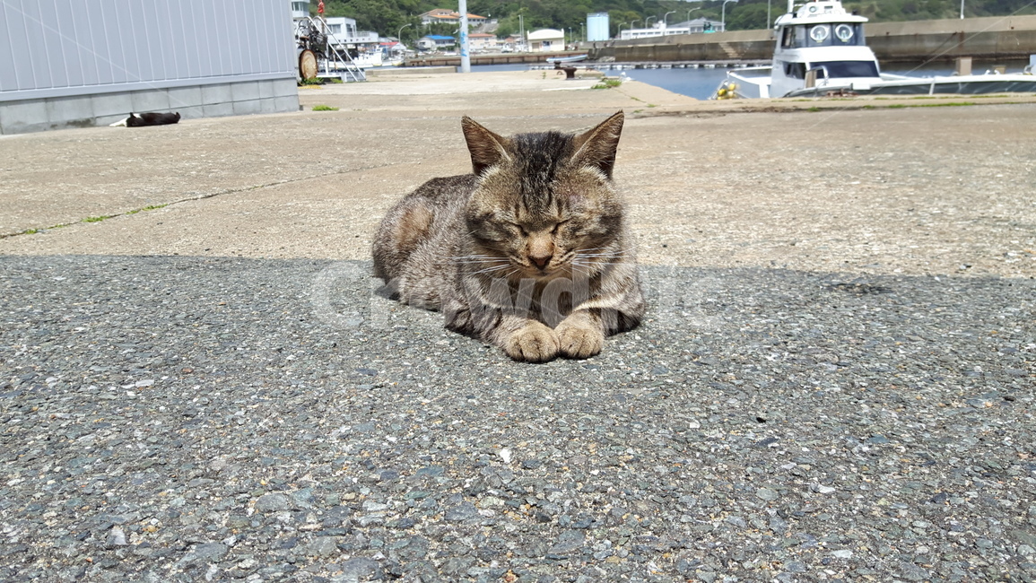 고양이,고양이섬,일본고양이섬,아이노시마,후쿠오카