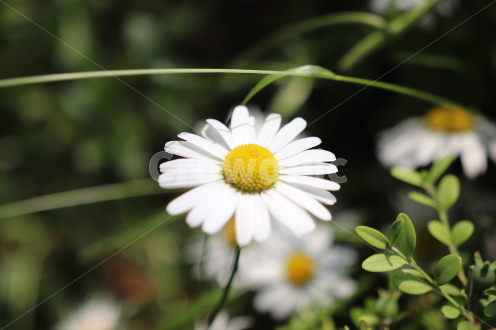 쑥부쟁이,꽃,계란꽃,들꽃,구절초,식물,자연,plants,nature,꽃,flower