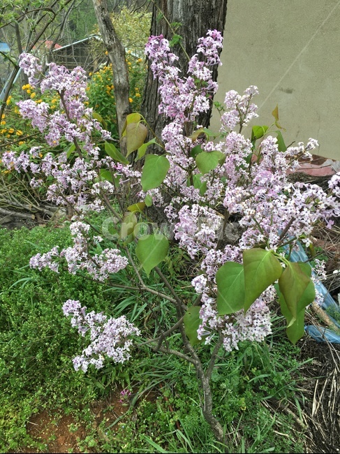 plant,식물,blossom,flower,꽃,식물,자연,plants,nature,꽃,flower