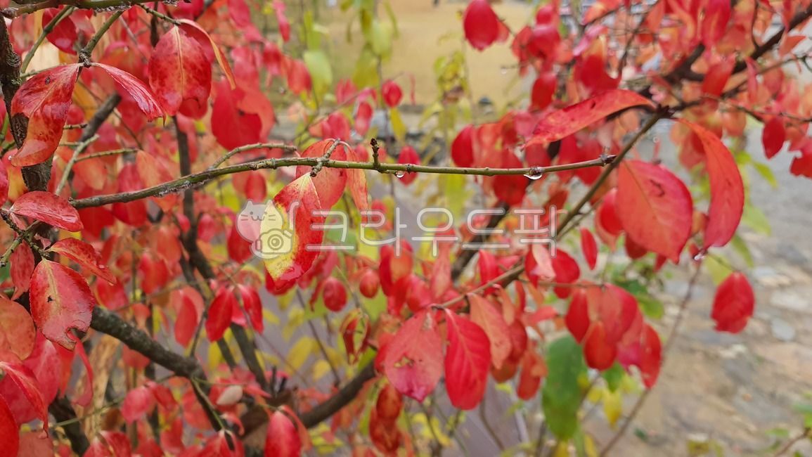 autumnleaves, plant, 식물, leaf, 잎, 사진,이미지,일러스트,캘리그라피 - 가이당작가