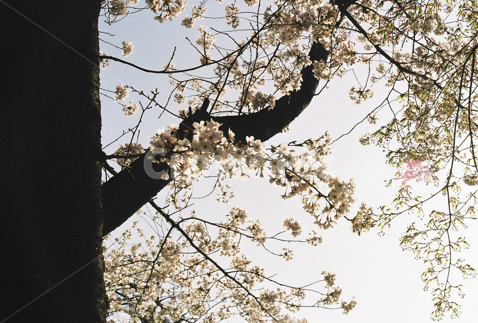 벚꽃,벚나무,cherryblossom,봄,4월,꽃,식물,자연,풍경,꽃잎,나무,sakura,spring,flower,계절,봄,계절,spring,season,식물,자연,plants,nature,꽃,flower,나무,trees,wood,blossom,cherry blossom,plant