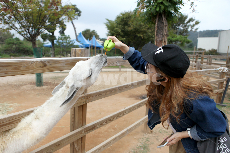 동물원,라마,먹이주기,human,인간,난간,동물,animal,포유류,mammal,사람,인물,인간,human,person