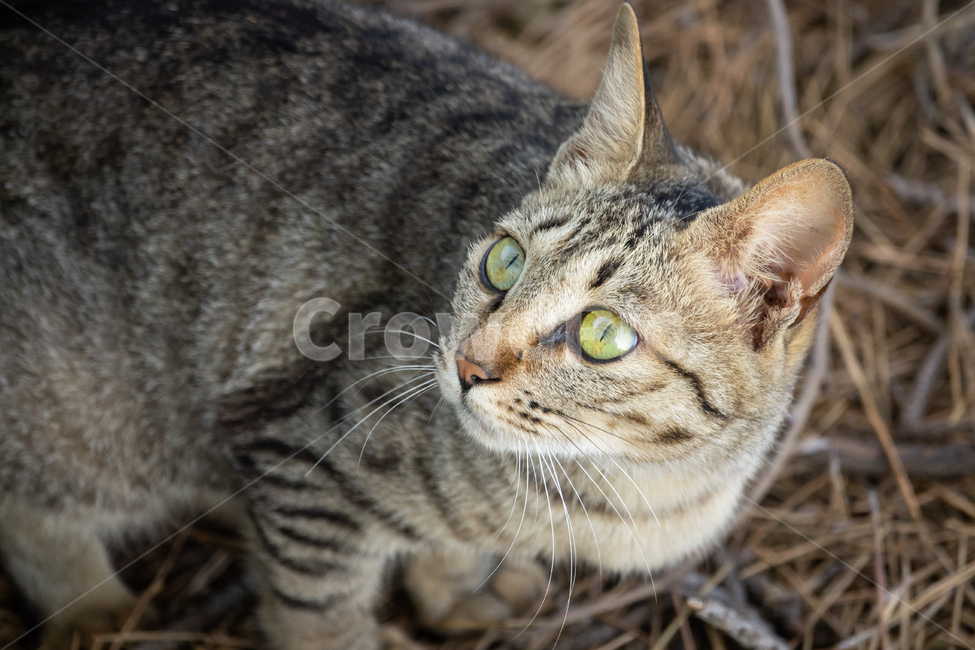 고양이,귀여움,시선,고독,슬픔,동물,애완동물,애완묘,동물,animal,포유류,mammal,고양이,cat,kitten,kitty