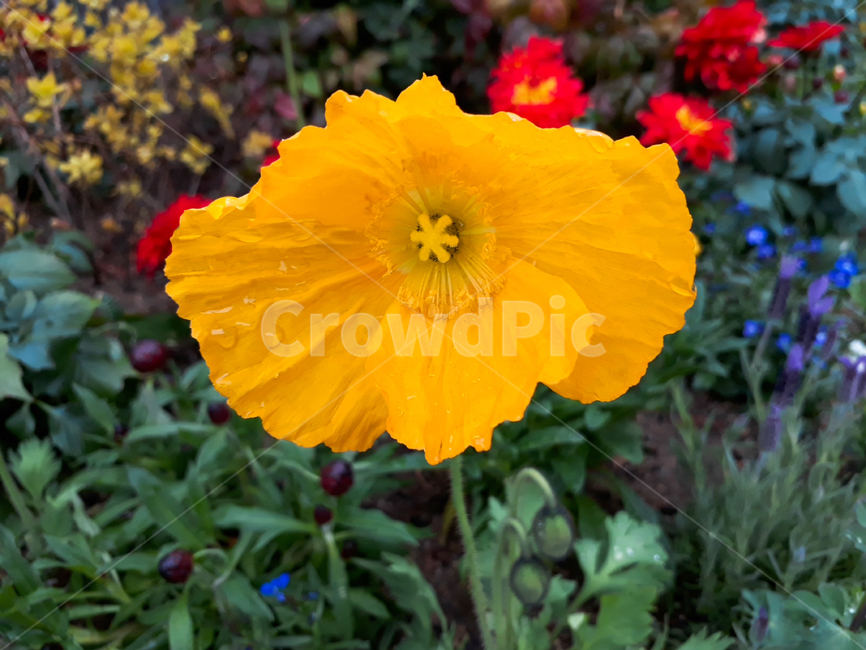 plant,식물,flower,blossom,꽃,노란꽃,화단,봄