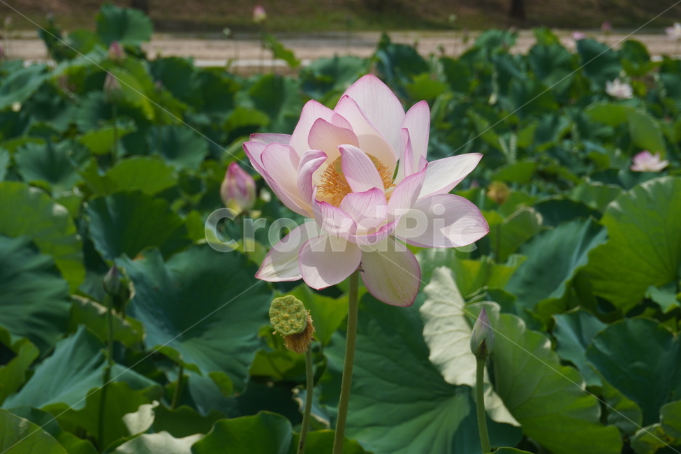 plant,식물,flower,꽃,연꽃,lotus,자연,nature,green,blossom