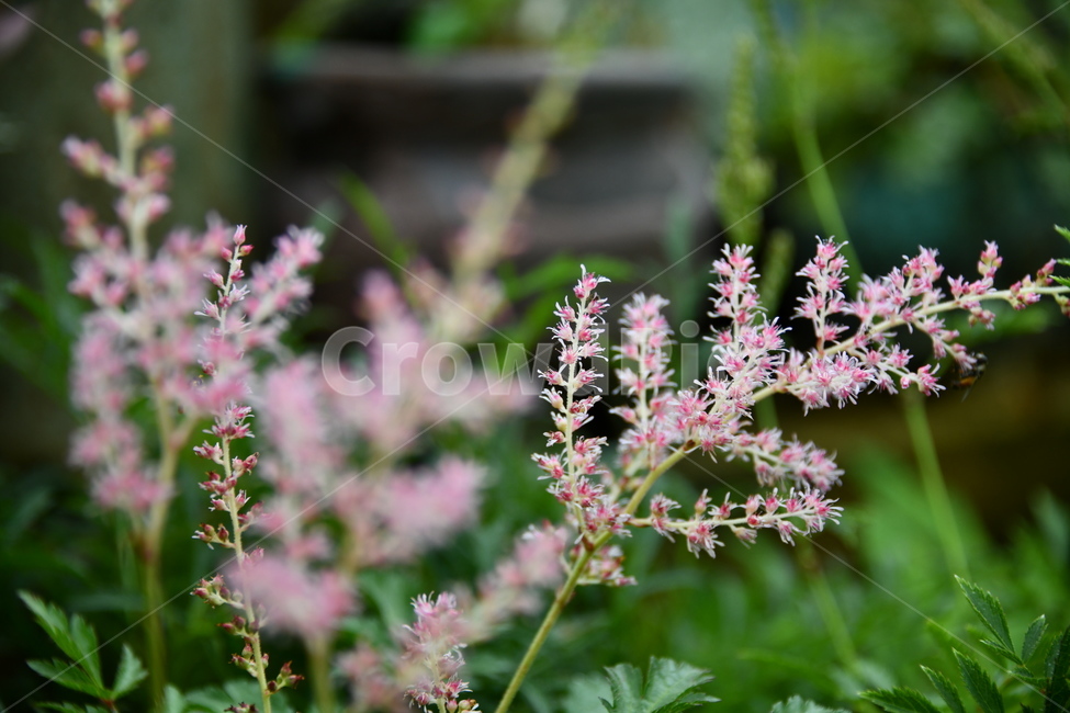 꽃,자연,식물,야생화,nature,flower,감성,feeling,배경,백그라운드