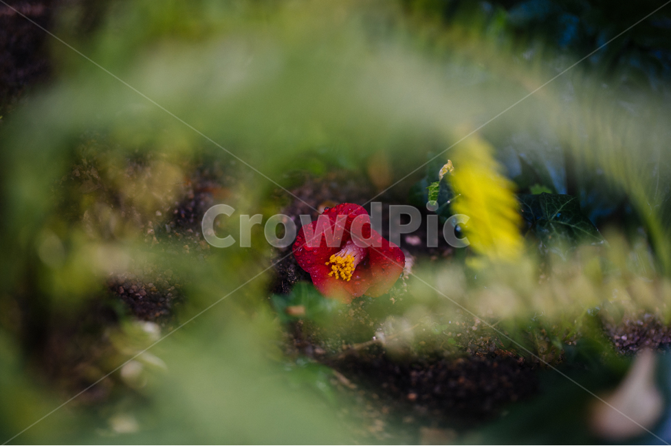 동백,낙화,빨간색,식물,비,빗방울,자연,꽃,풍경,식물,자연,plants,nature,꽃,flower,감성,sensible,feeling