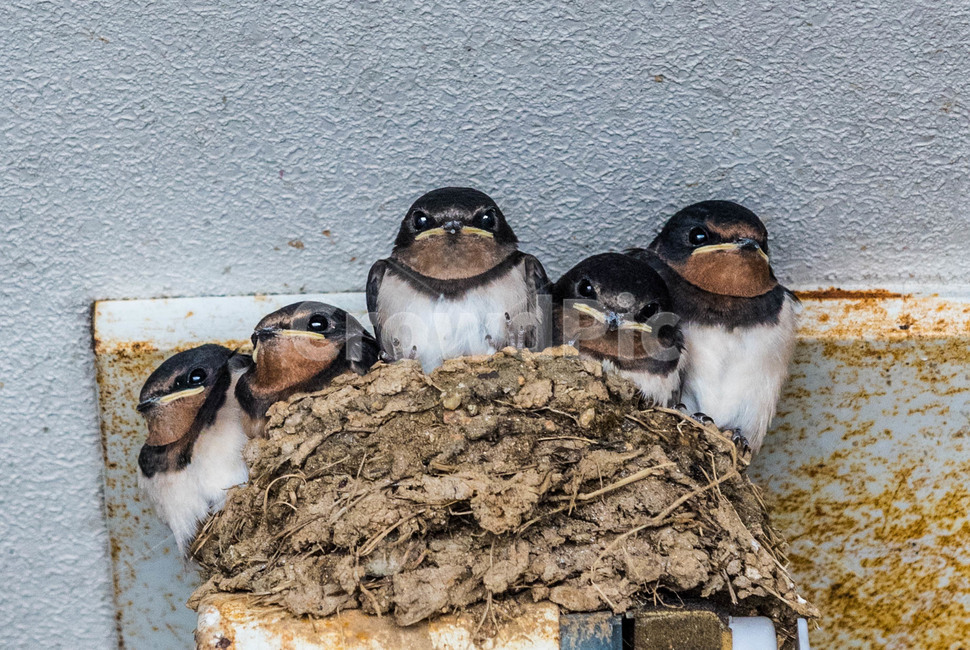제비,아기제비,봄,새,자연,animal,bird,동물,animal,조류,새,birds
