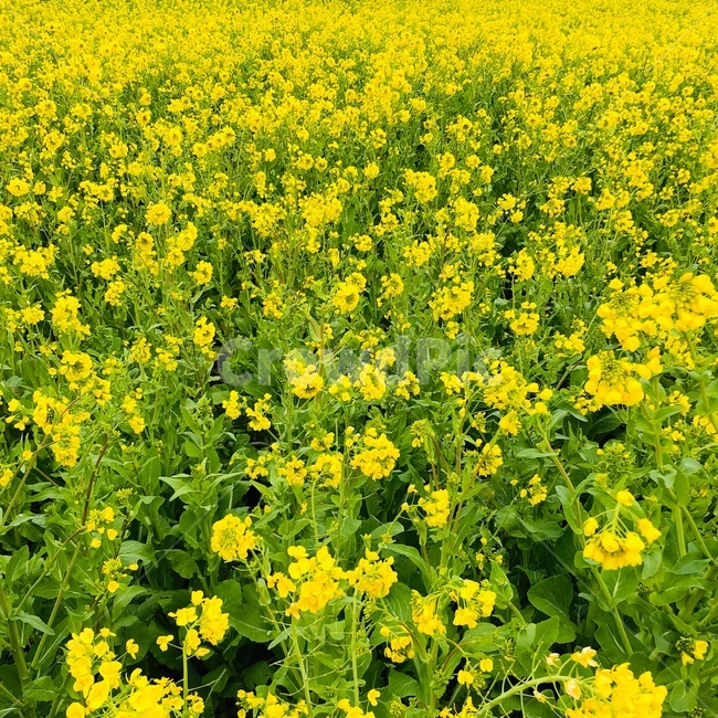 꽃,flower,유채꽃,꽃밭,유채꽃밭,rapeflower,제주유채꽃,봄꽃,꽃놀이,봄,spring,springflower,봄,계절,spring,season,식물,자연,plants,nature,꽃,flower,plant,field,들,grassland,목초지,outdoors,옥외