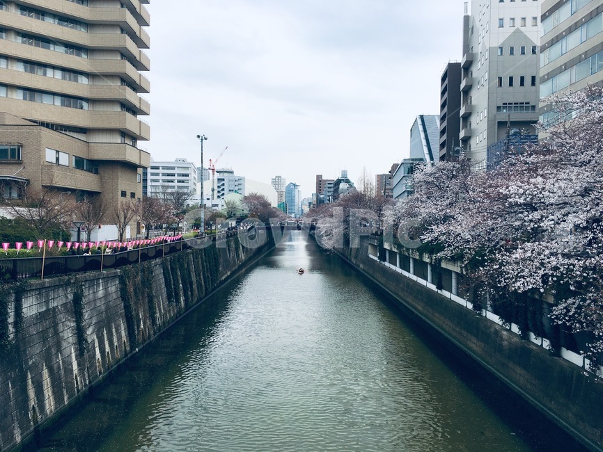 도시,벚꽃,강,봄,일본,도시,풍경,city,landscape,해외,외국,세계,foreign,oversea,world,세계도시풍경,해외도시풍경,외국도시풍경,world cityscape,water,물,outdoors,옥외