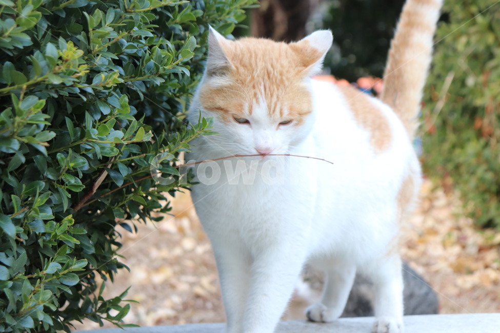 고양이,길고양이,cat,동물,animal,나무,자연과동물,자연,straycat,동물,animal,포유류,mammal,고양이,cat,kitten,kitty