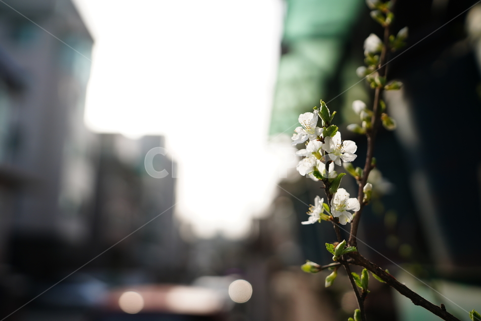 봄,감성,느낌,계절,생명,생물,식물,잎,자연,식물,자연,plants,nature,꽃,flower
