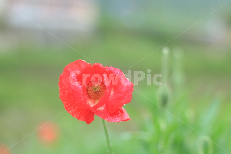 여름,시작,양귀비,위로,꽃,식물,자연,plants,nature,꽃,flower