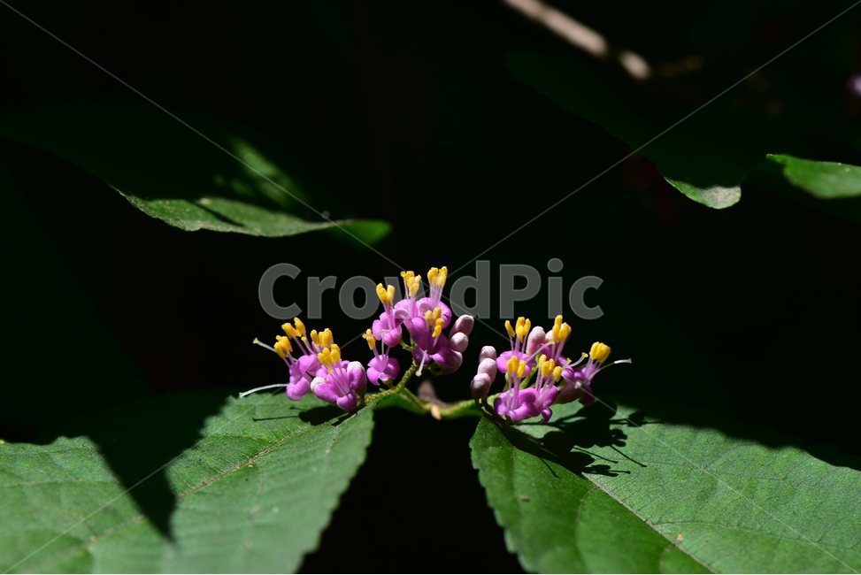 작살나무,야생화,생태,식물,자연,꽃,힐링,플라워,wildflower,flower,plants,nature,season,감성,느낌,emotion,feeling,목본,식물,자연,plants,nature,꽃,flower