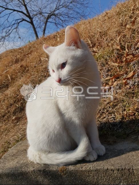angora,fur,Meow,pink ears,cozy,cat cat,Yard cat,kitten,white,white cat,pet,pale,soft,cat profile,beard,open air,brown,meow,yard cat,Korean cat,outside,background,cotton bat,nose short,animal,blueeyedcat,autumn,blue sky,cats paw,white fur,cute,Angora,kitty