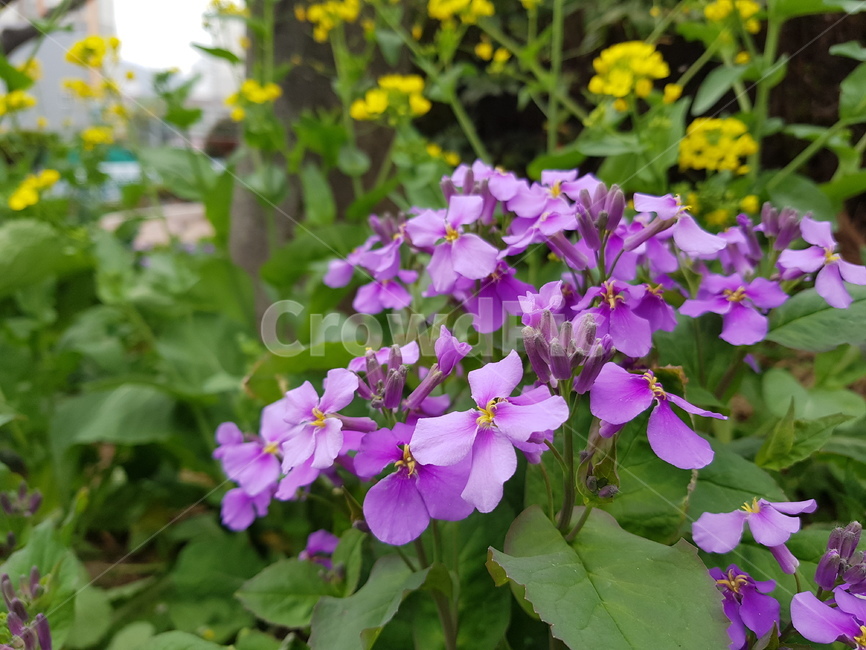 geranium,flower,blossom,plant,꽃,식물,제라늄,식물,자연,plants,nature,꽃,flower