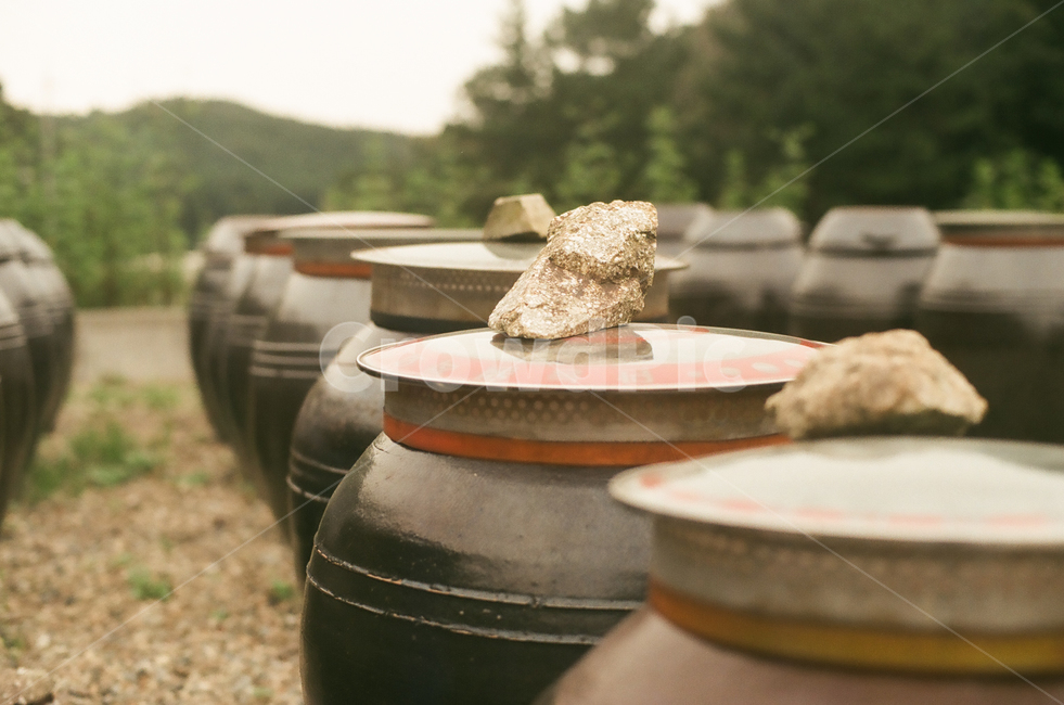 항아리,장독대,장독,시골,전통,풍습,고추장,된장,간장,pot,jar,crock,tradition,custom,한국전통,한국문화,koreantraditional,koreanculture,감성,빈티지,아날로그,필름,필름사진,필름카메라,film,filmcamera,한국전통,한국문화,korean traditional,korean culture,사물,물건,오브젝트,thing,object,matter