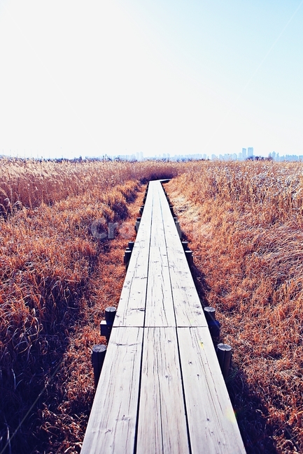 오솔길,갈대숲,생태공원,길,풍경,배경,자연,자연,풍경,nature,landscape,road,도로