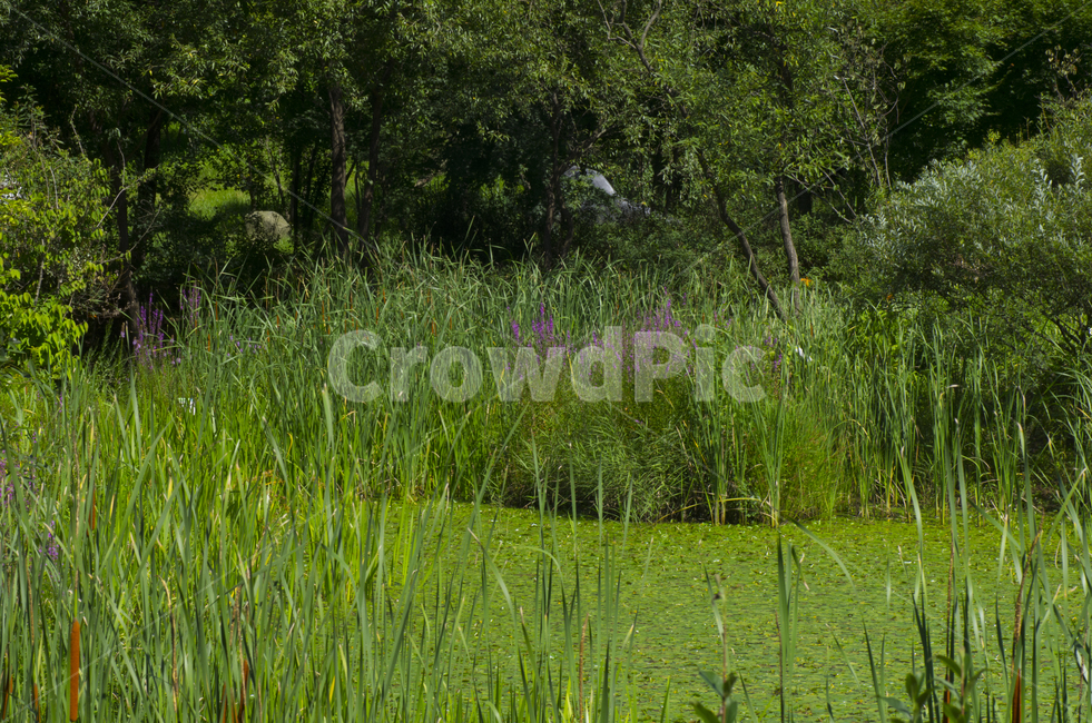 연못,물풀,물가,여름,나무,scene,view,feeling,emotion,nature,landscape,season,풍경,감정,감성,자연,계절,뷰티,pond,summer,풍경사진,감성사진,정취