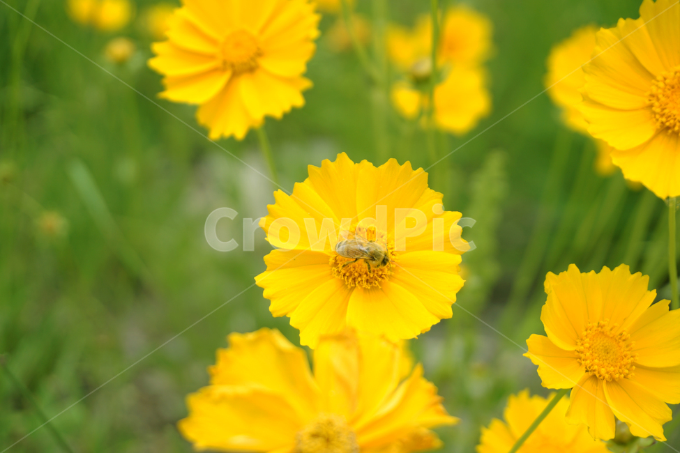 꽃,꿀벌,벌,bee,flower,노란꽃,yellowflower,yellow