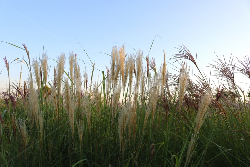 억새,억새풀,식물,자연,가을,벼과,가을,계절,fall,autumn,season,grass,잔디,plant,lawn