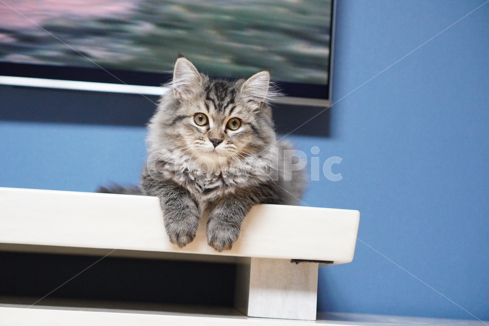 고양이,귀여운고양이,어린고양이,페르시안고양이,냥이,야옹이,반려묘,cat,cutecat,동물,animal,포유류,mammal,고양이,cat,kitten,kitty