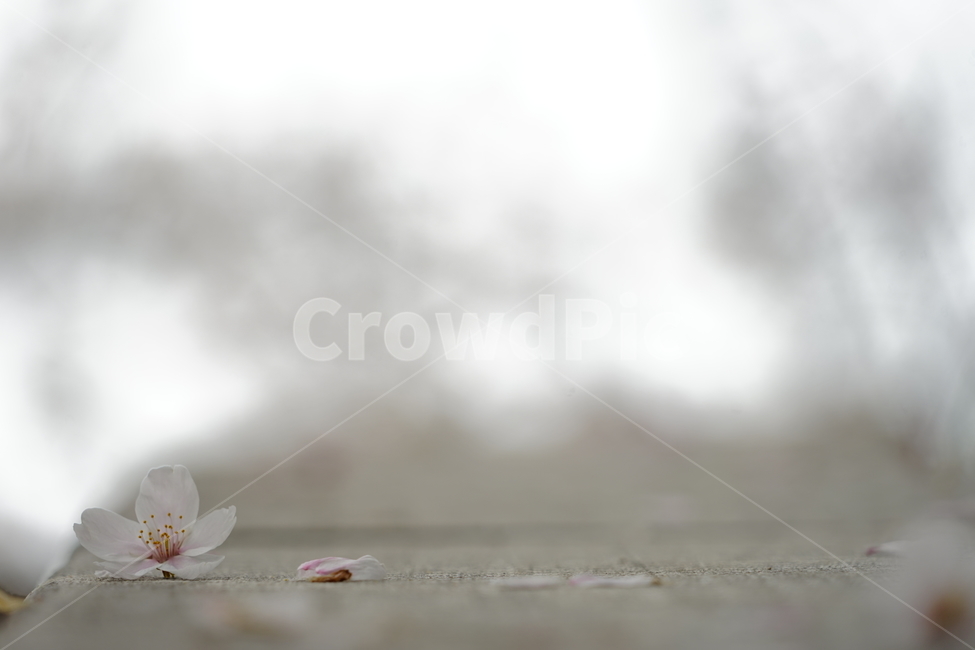 plant,식물,벚꽃,낙화,cherryblossom,blossom
