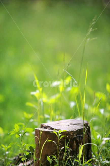 margin,forest,green,nature,relaxing,tree,summer,healing,grass,treestump,stump,landscape