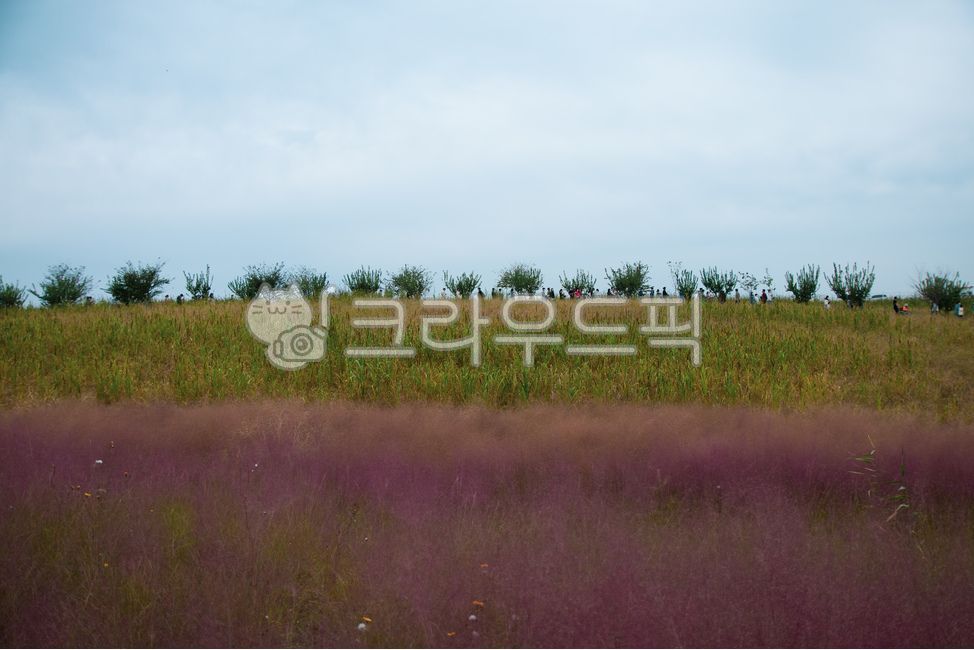 꽃,핑크뮬리,식물,자연,보라색,nature,옥외,목초지,field,들,outdoors,plant,grassland,꽃잎