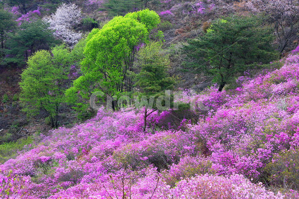 진달래,고려산,봄꽃,봄빛,사월,봄,계절,spring,season,plant,식물