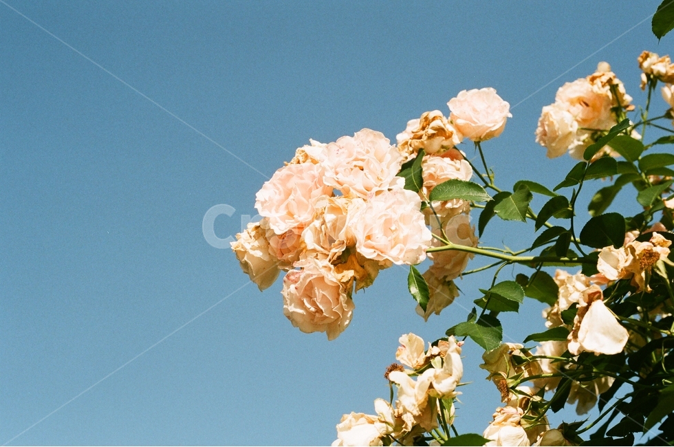 꽃,장미,화사한,필름,봄,감성,식물,자연,plants,nature,꽃,flower,감성,sensible,feeling