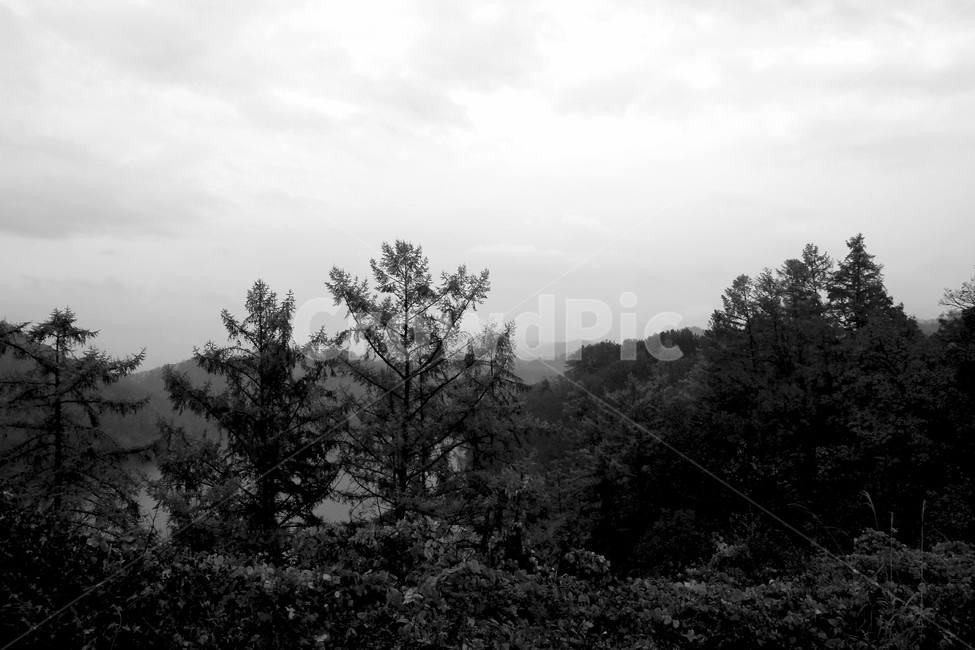 자연,나무,흑백,풍경,흐림,식물,구름,blackandwhite,nature,plant,tree,자연,풍경,nature,landscape,흑백,모노톤,monochrome,black and white,fir,전나무