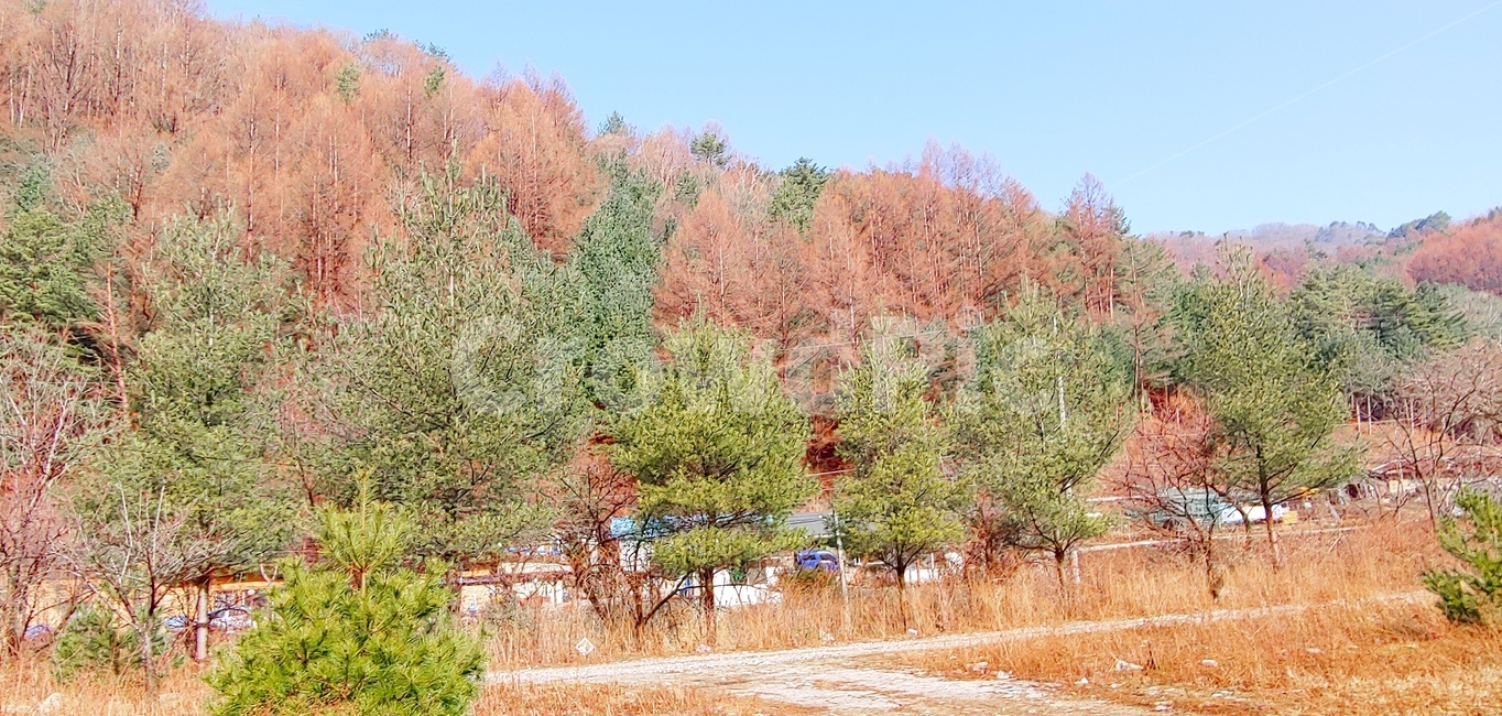 시골풍경,나무,초봄봉평,평창풍경,봉평산길