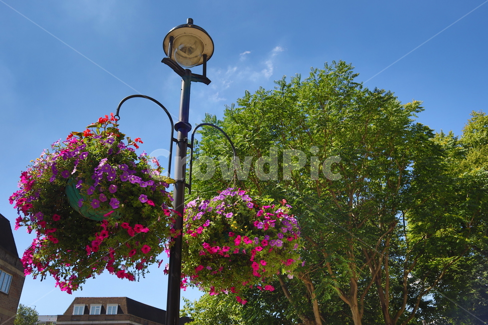 영국,런던,가로등,꽃,자연,england,london,식물,자연,plants,nature,꽃,flower,나무,trees,wood