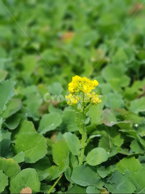 유채꽃,자연,꽃,노란꽃,먹는꽃,canolaflower